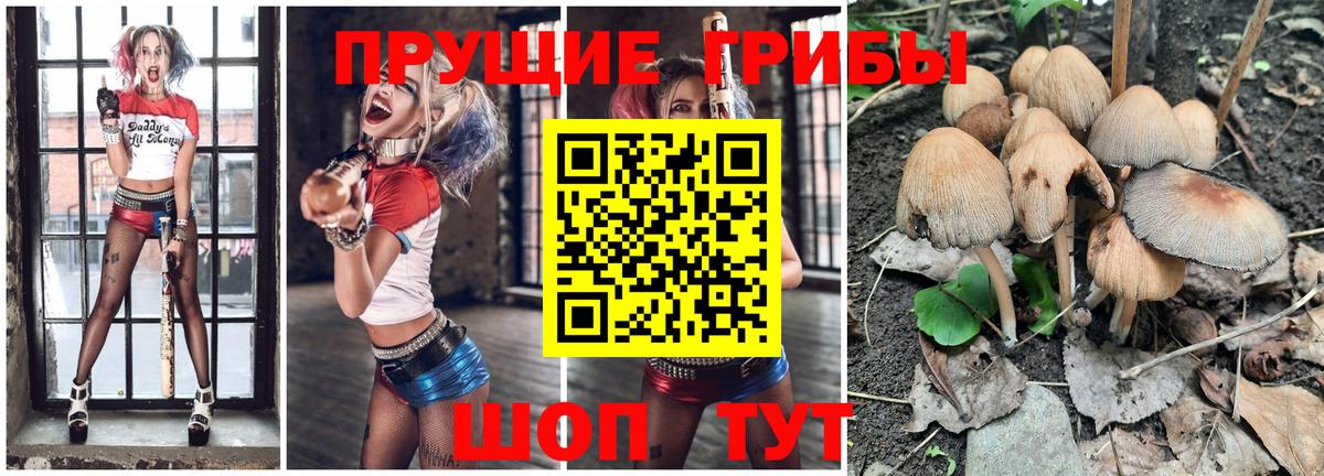 Псилоцибиновые грибы Psilocybe  купить наркотик  Вольск  Вход с VPN 